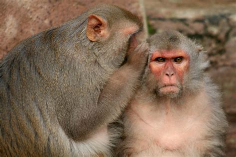 Monkeys Typed Shakespeare With Their Minds Scientists Say The Verge