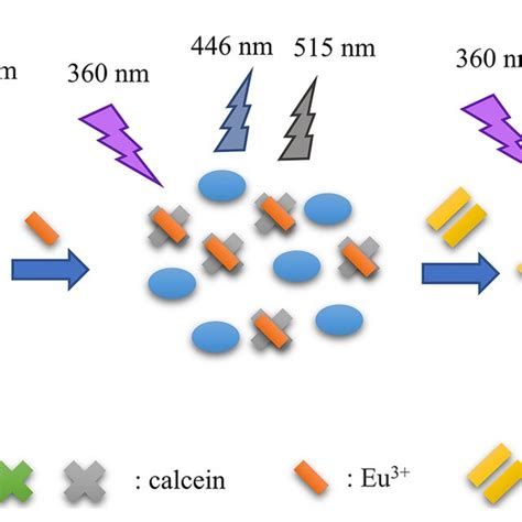 Schematic Illustration Of The Dual Emission Ratiometric Fluorescence