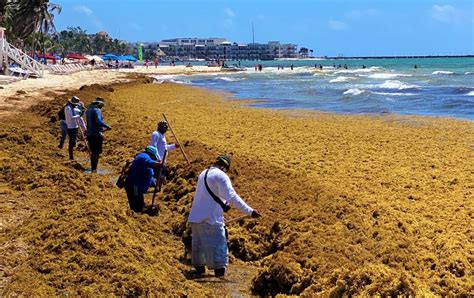 Toneladas De Sargazo Inundan Playas De Quintana Roo Agenda Setting Diario