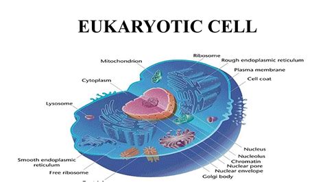 Eukaryotic Cell Structure