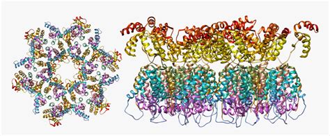 The Structure Of The Immature Hiv 1 Capsid In Intact Hiv Virus