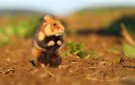 Surprising Facts About Hamsters