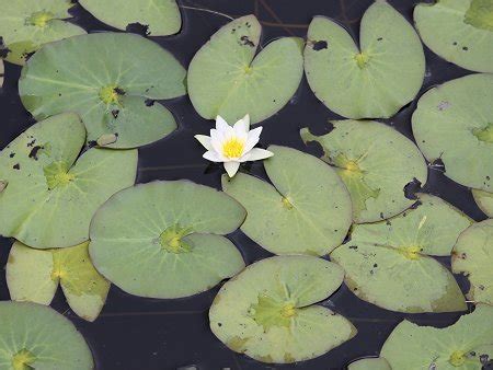 Nymphaea tetragona | Nymphaea tetragona | Flower Database