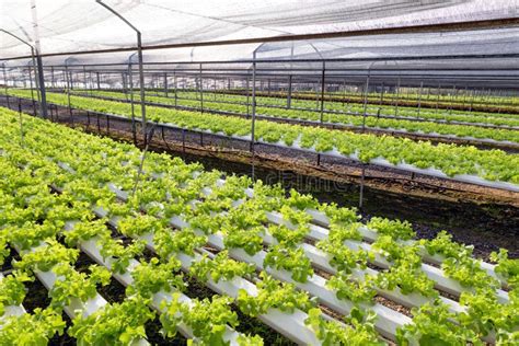 Lettuce Cultivation On Hydroponic System With Water And Fertilizer In