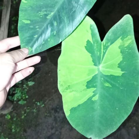 Jual Colocasia Lime Aide Shopee Indonesia