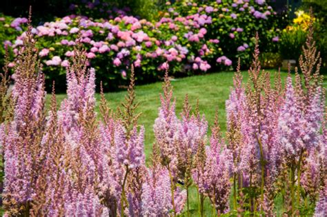 Astilbe Pflanzen Pflegen Vermehren Und Mehr