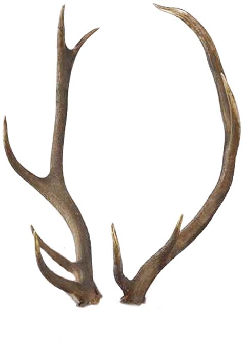 Vector Freeuse Stock Antlers Transparent Background Horns Png Clipart