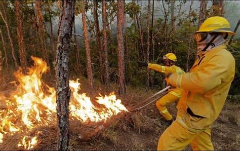 Incendios Forestales Jalisco Suman Siete Detenidos Señalados Como