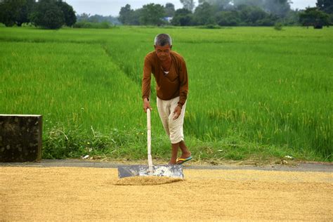 Palay