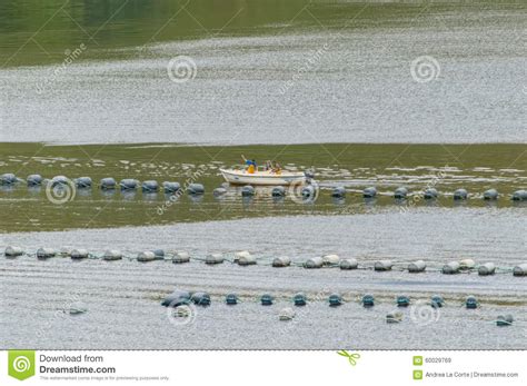 Barco Dos Peixes No Trabalho Imagem De Stock Editorial Imagem De