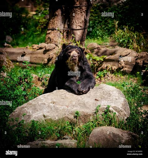 Black Bear A Big Black Bear Stock Photo Alamy