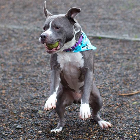 Shelter Dogs of Portland: "DRE" playful Pitbull