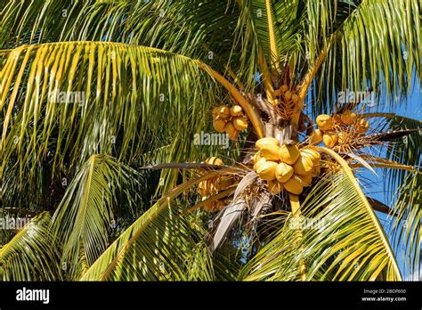 Trinidad Cuba Coconut On An Exotic Beach With Palm Tree Entering The