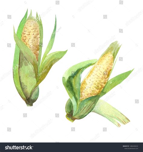 647 Corn Cob Watercolor Images, Stock Photos & Vectors | Shutterstock