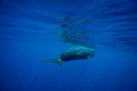 Do Whales Sleep? Exploring the Sleeping Habits of These Majestic ...