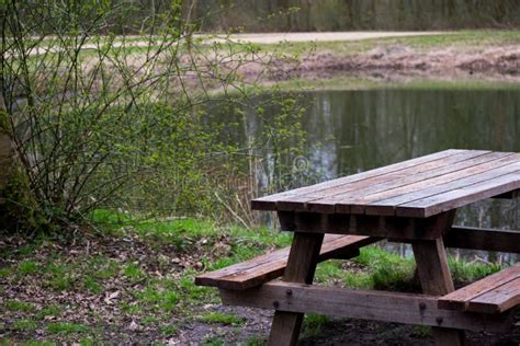 Picnic Table Bench In The Forest Nature Grass Trees Water Stock Photo