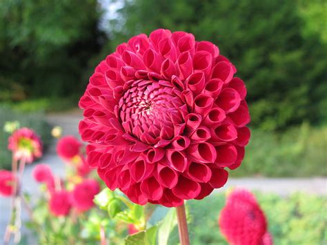 Royalty Free Photo Selective Focus Photography Of Pink Flower PickPik