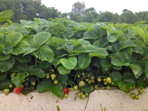 How To Build A Raised Bed For Strawberries