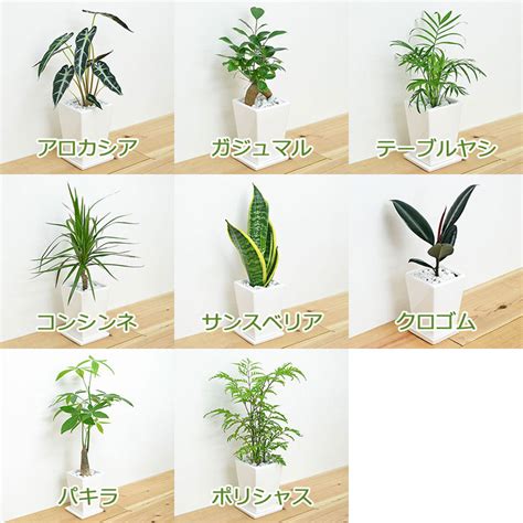 観葉植物の販売・ギフトならフラワーコーポレーション 【送料無料】観葉植物 3号 4号 スクエア陶器鉢植え 4鉢セット