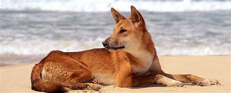 Dingo Dog