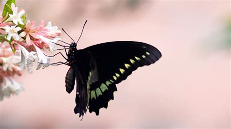 Black Butterfly On White Pink Flowers In Blur Pink Background Hd Butterfly Wallpapers Hd