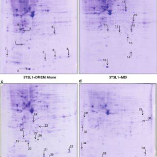 Effect Of Rosiglitazone And Guggulsterone On Adipogenesis A T L