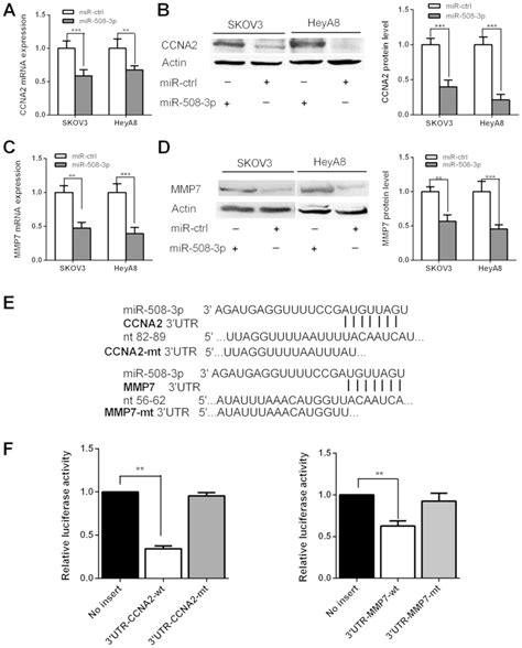 Mir‑508‑3p Suppresses The Development Of Ovarian Carcinoma By Targeting Ccna2 And Mmp7