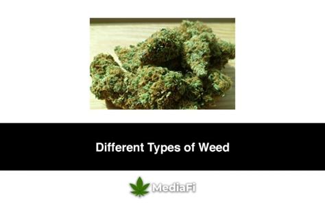 Different Types of Weed: Everything You Need to Know About Marijuana ...