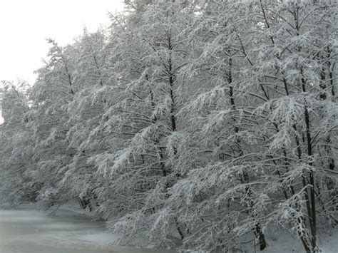 Free Images Tree Frost Mountain Range Weather Fir Season Spruce