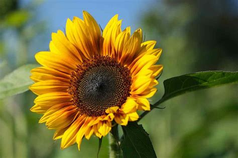 Fiori Autunnali Quali Piantare In Questa Stagione