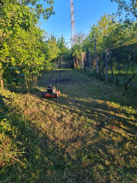 Vand Gradina In Bercu Rosu 2 5 Ari Satu Mare OLX Ro