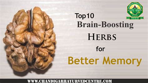 Top 10 Brain Boosting Herbs For Better Memory