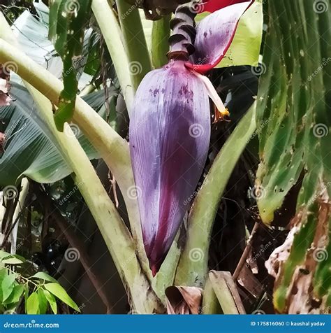 Flowering Banana Plant At Village Stock Photo Image Of Fruit Village