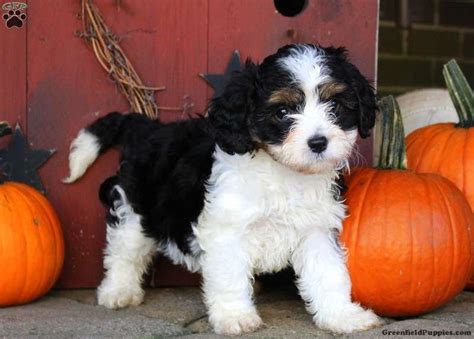 Cavachon Puppies For Sale Bend Or 271455 Petzlover