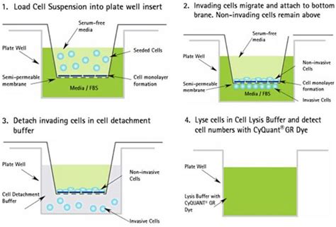 Boyden Chamber Assay Protocol For Cell Migration