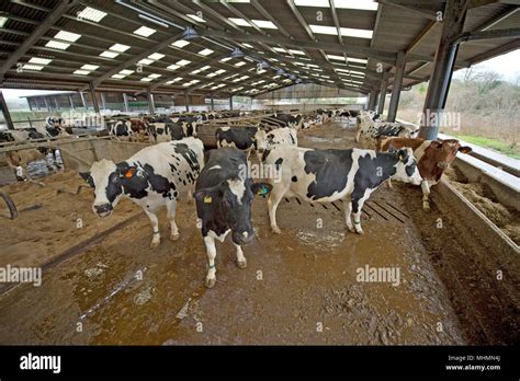 Intensive Livestock Production Hi Res Stock Photography And Images Alamy