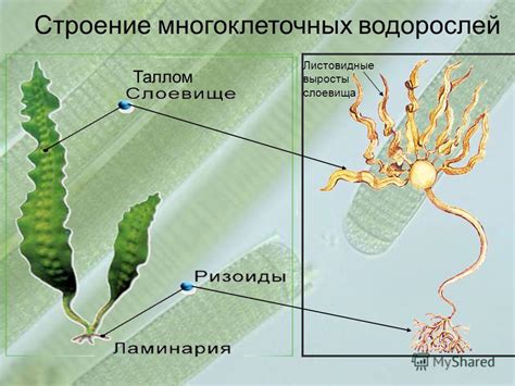 Презентация на тему: "Водоросли. Общая характеристика.. 1.Где и когда ...