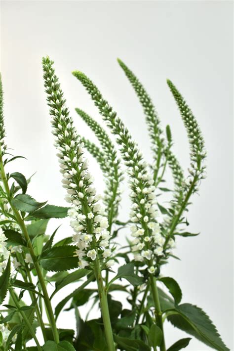 Veronica White Agrogana