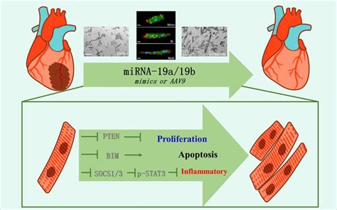 陈静海课题组在《nature Communications》发文揭示mir 19a19b促进心肌再生修复的调控机制与心梗后的心衰治疗作用