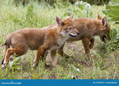 Coyote Pups Running Royalty Free Stock Photography - Image: 27359157