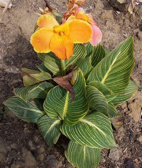 Canna Bethany Brians Botanicals