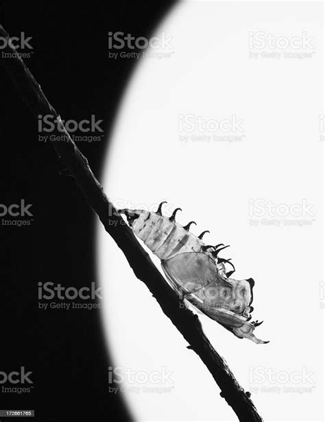 Chrysalis In Black And White Stock Photo Download Image Now Acute