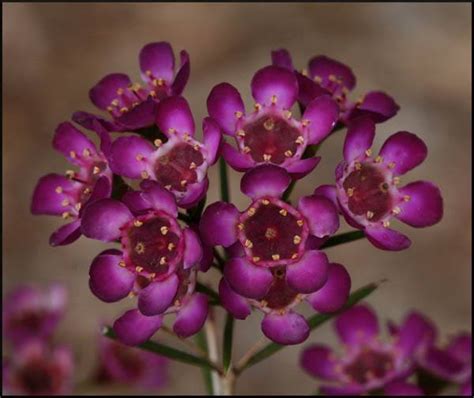 Buy Chamelaucium Uncinatum Purple Geraldton Wax Seed Australian Seed