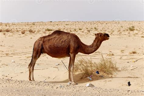 camello solitario en el desierto. animales salvajes en su hábitat natural. desiertos y paisajes ...