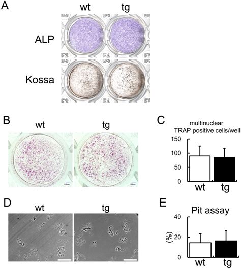 A ALP Activity And Mineralization Primary Osteoblasts From Wild Type