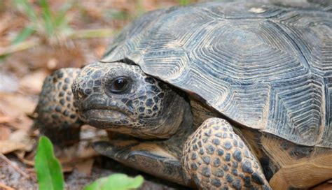 TORTUGAS TERRESTRES Características Qué come Dónde vive