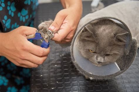 Cutting Claws To a Cat in a Pet Care Salon Stock Photo - Image of ...