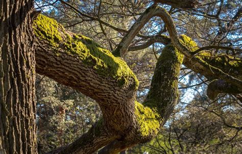 Dordogne Un automobiliste meurt écrasé par un arbre sous les yeux de