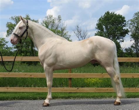The 8 Most Beautiful And Rare Horses In The World