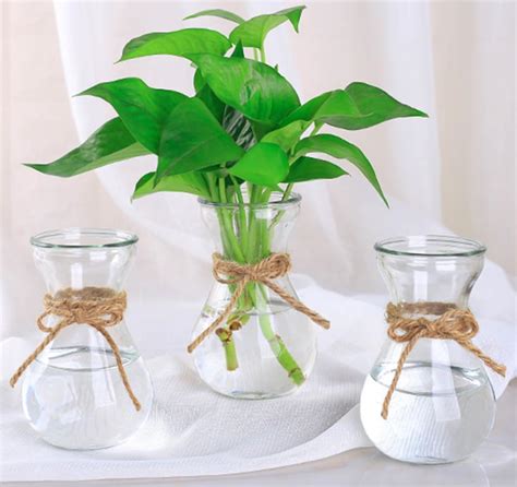 Amazon Clear Glass Display Vases Glass Forcing Vases For